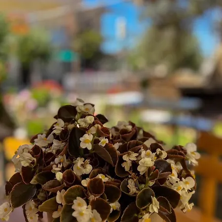Agushi شقة *